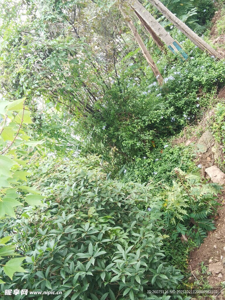山间繁茂绿植景观