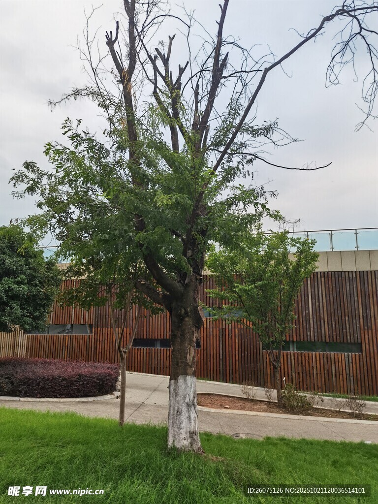 户外草地旁的单棵树木