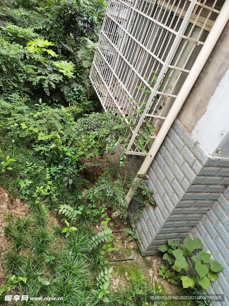 楼房外绿植环绕的景象