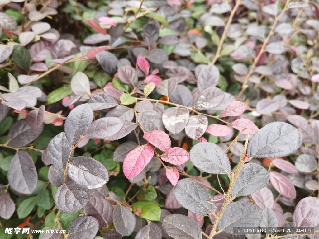 多彩叶片植物特写