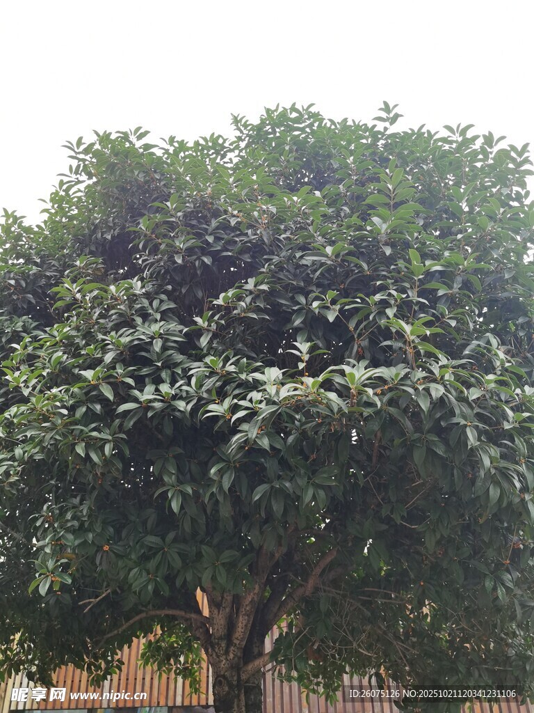 茂盛的绿树