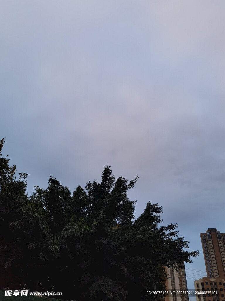 城市树梢上的天空景色