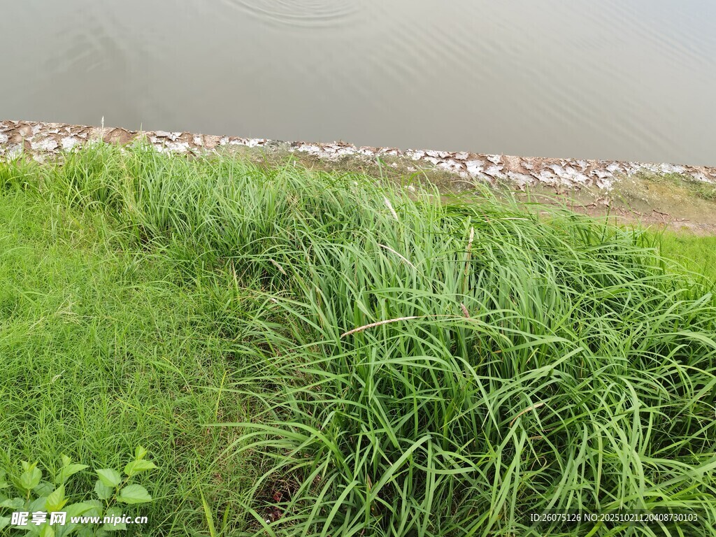 河畔绿草与远处水域景象