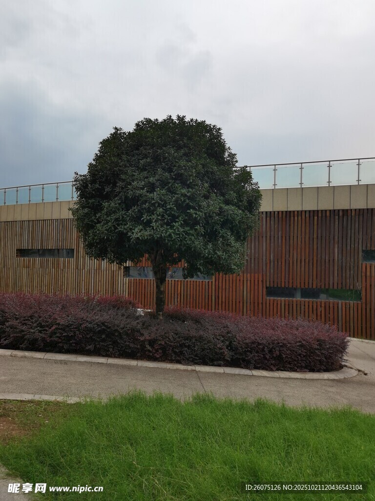 庭院中的绿树与建筑景观