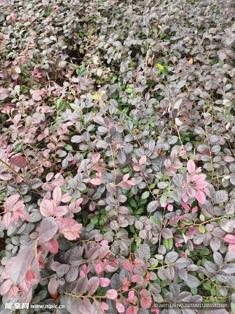 多彩叶片植物景观