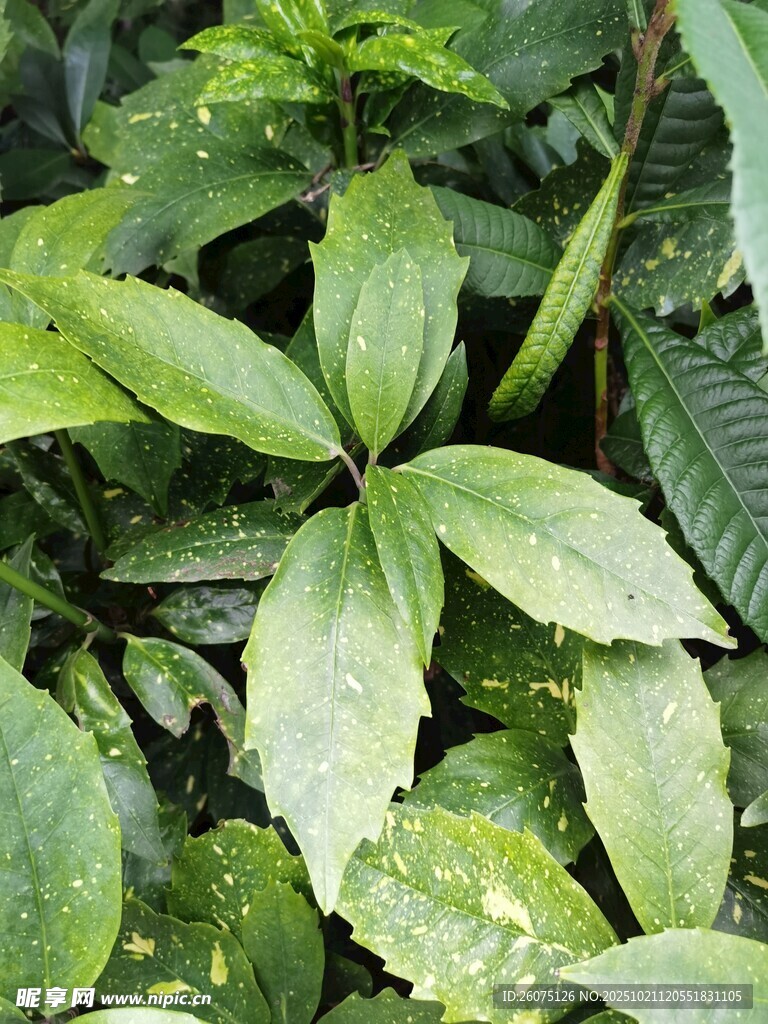 翠绿叶片上的晶莹水珠