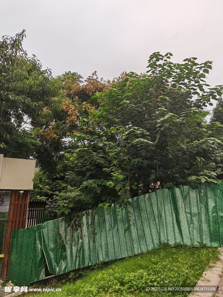 绿色围栏旁的绿植景观