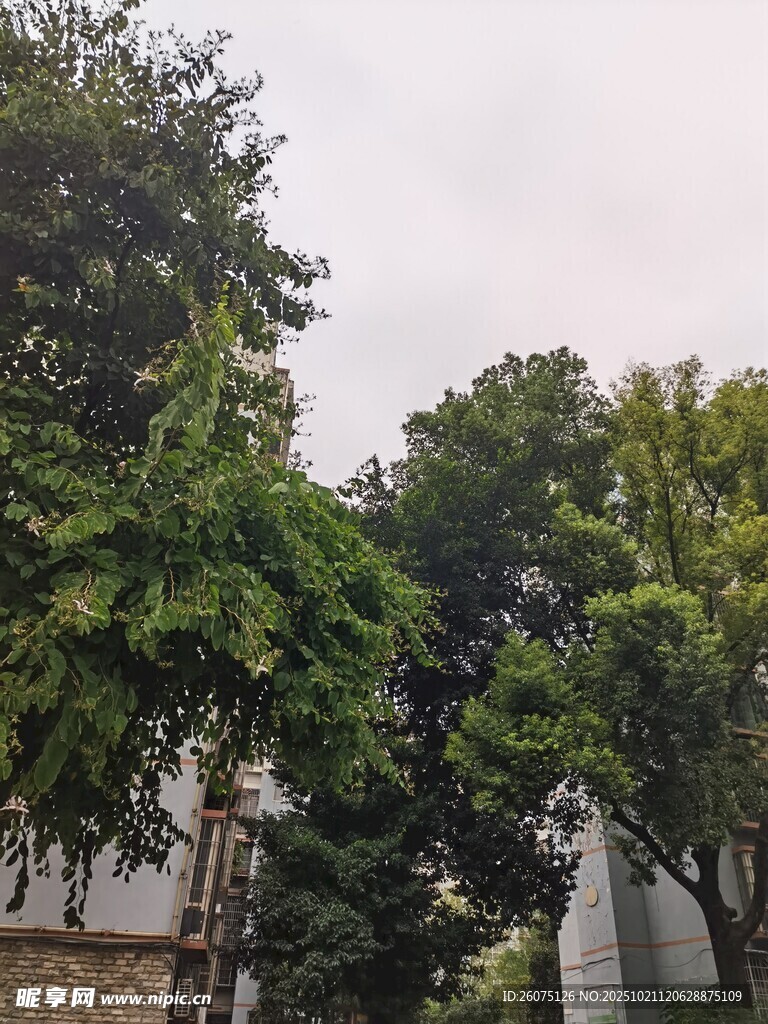 绿树环绕的静谧场景