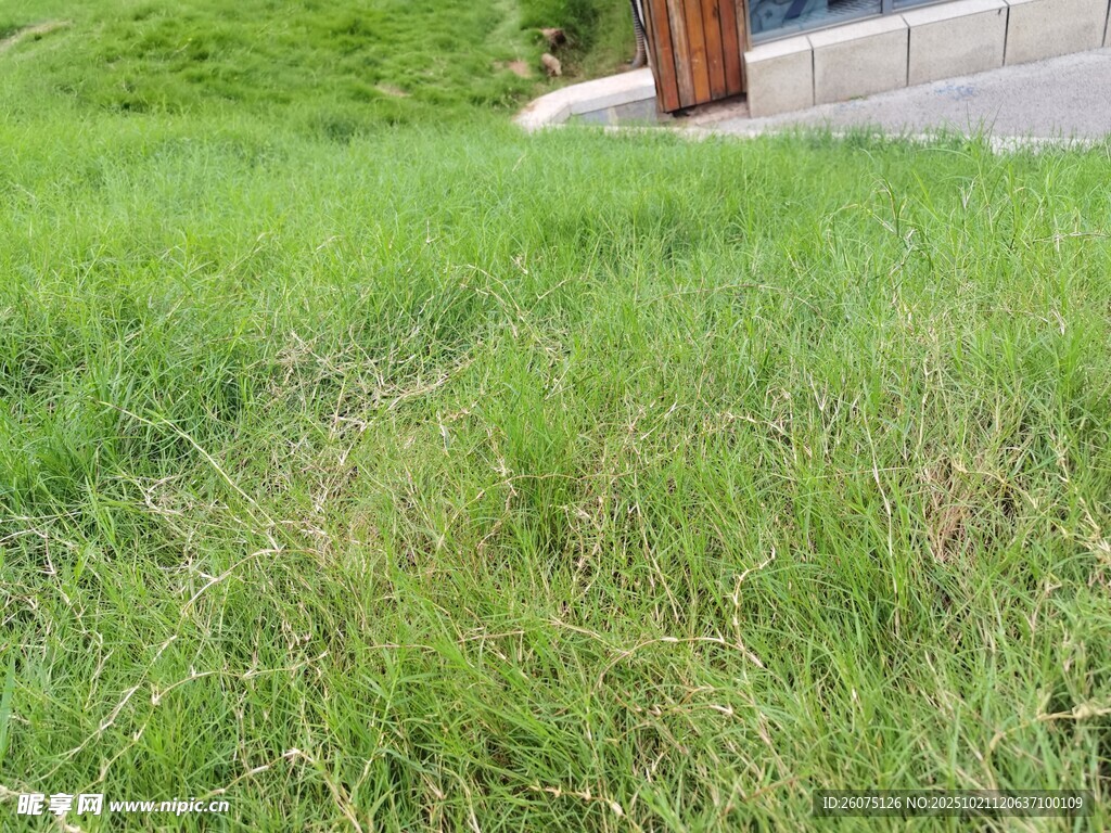 户外草地场景
