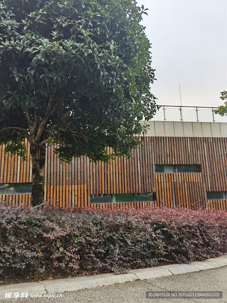 校园绿植景观一角