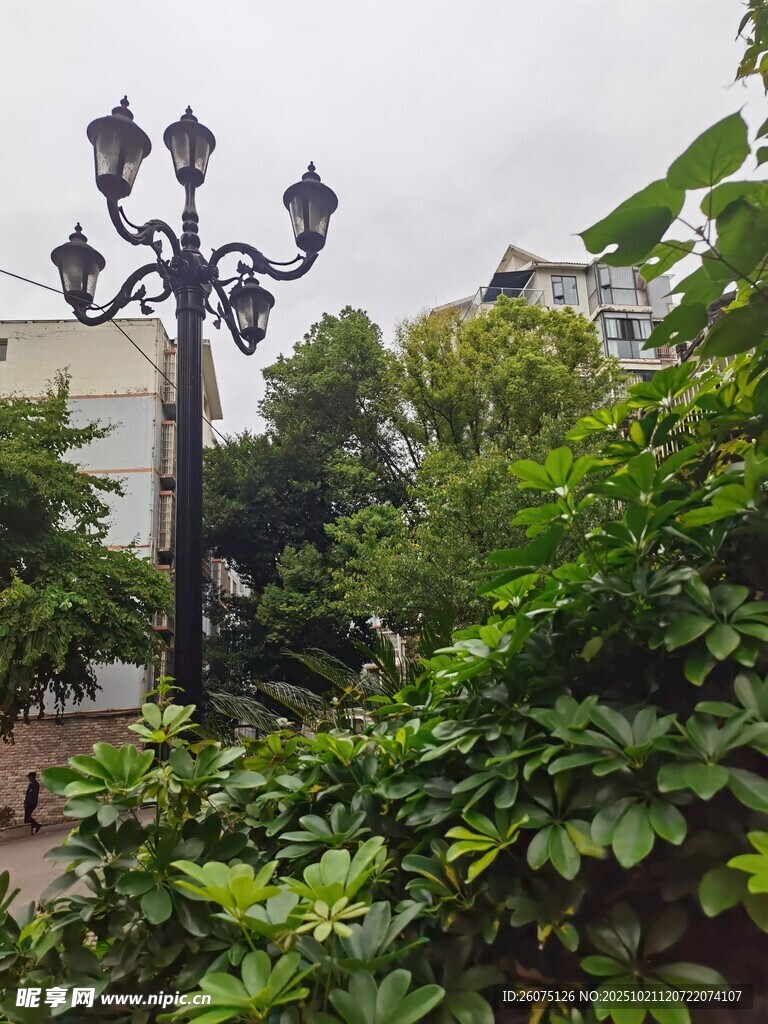 复古路灯隐于繁茂绿植中