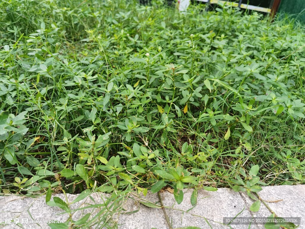 茂盛绿植生机盎然
