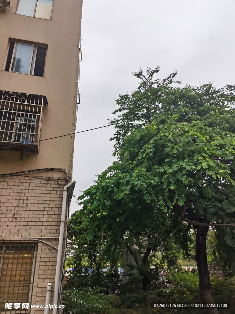 楼房旁的葱郁绿树