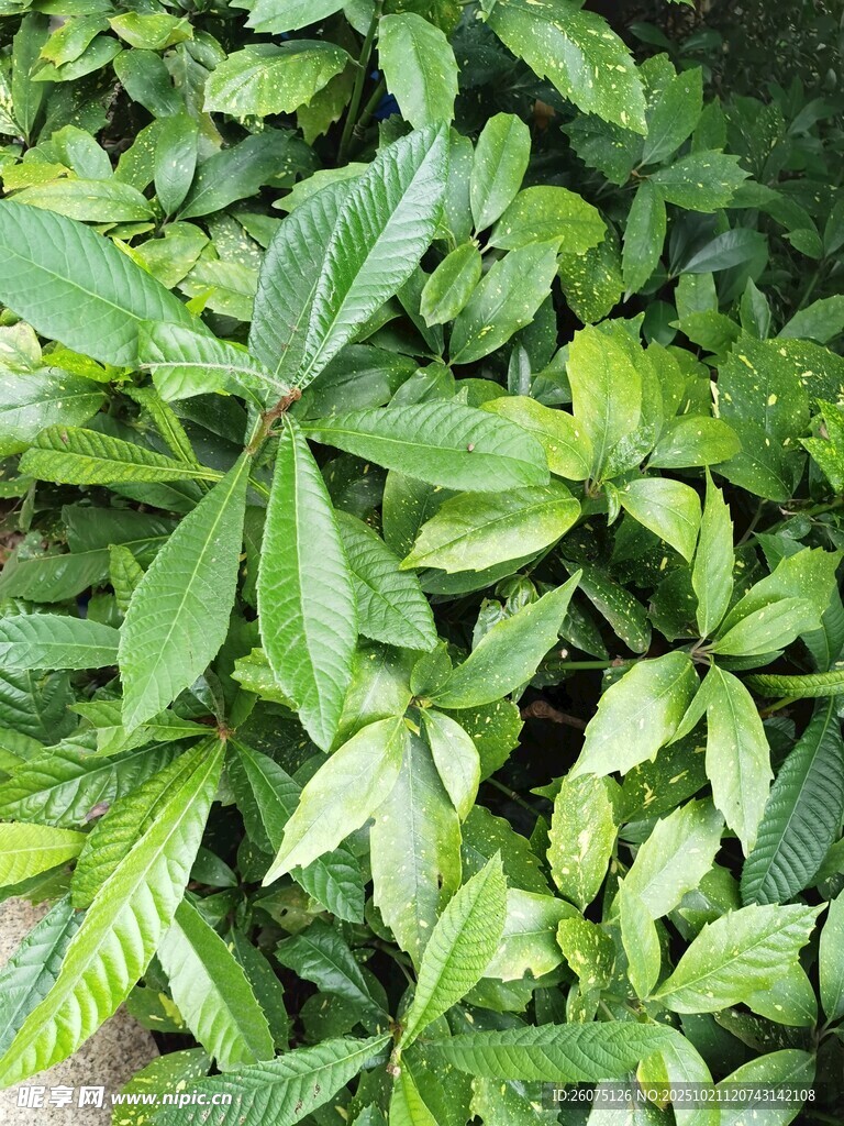 翠绿繁茂的掌状叶片植物