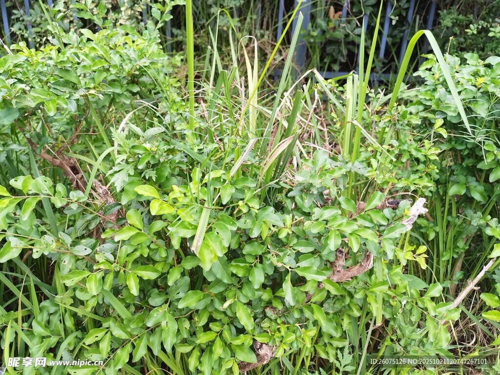 繁茂绿植景观