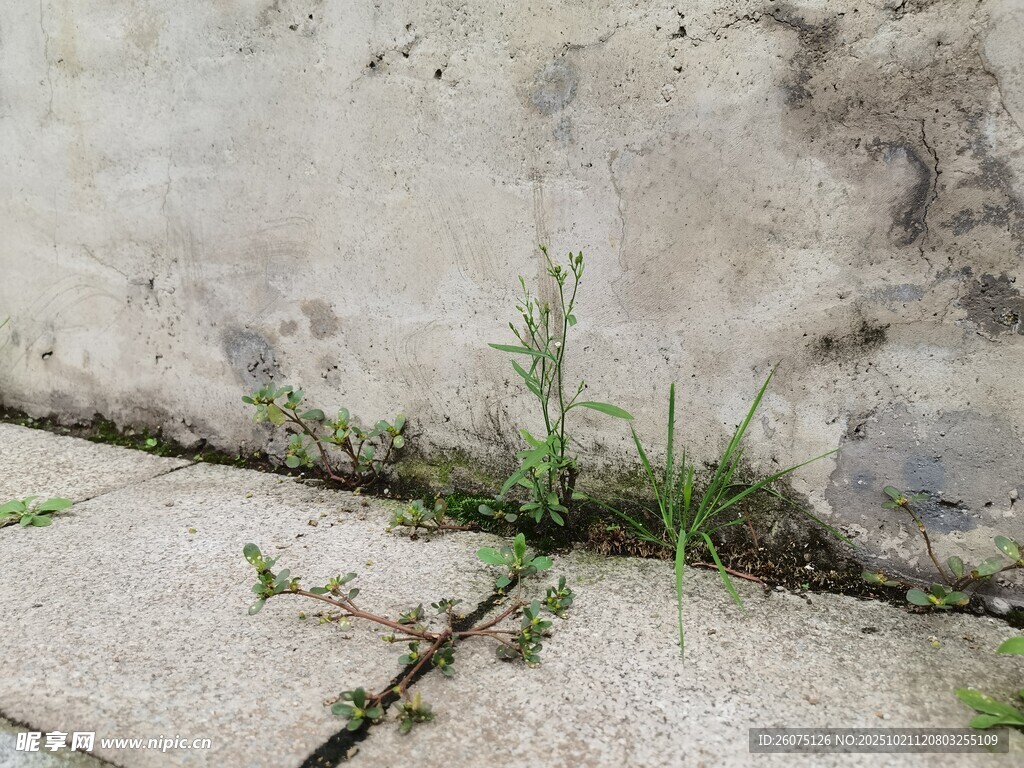 石缝中生长的顽强小草