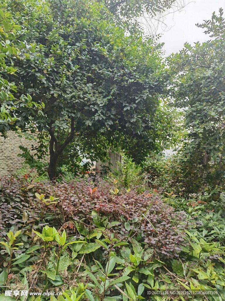 繁茂绿植景观