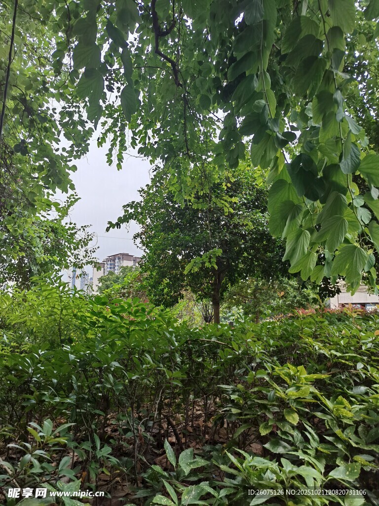 绿意盎然的户外植物景观