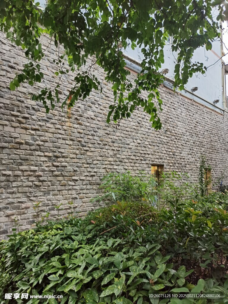 砖墙旁的绿植景致