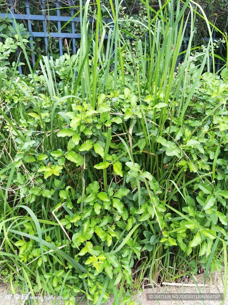 茂盛绿植景观
