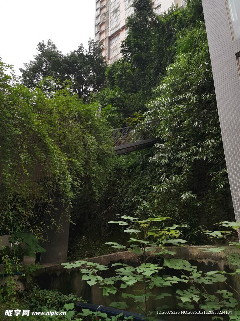 城市中的绿植繁茂景观