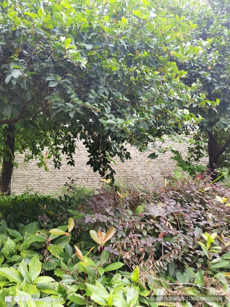 繁茂绿植景观