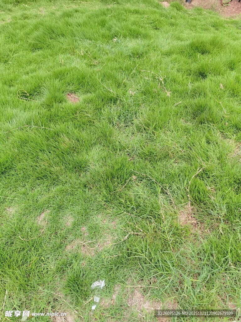 翠绿草地生机盎然