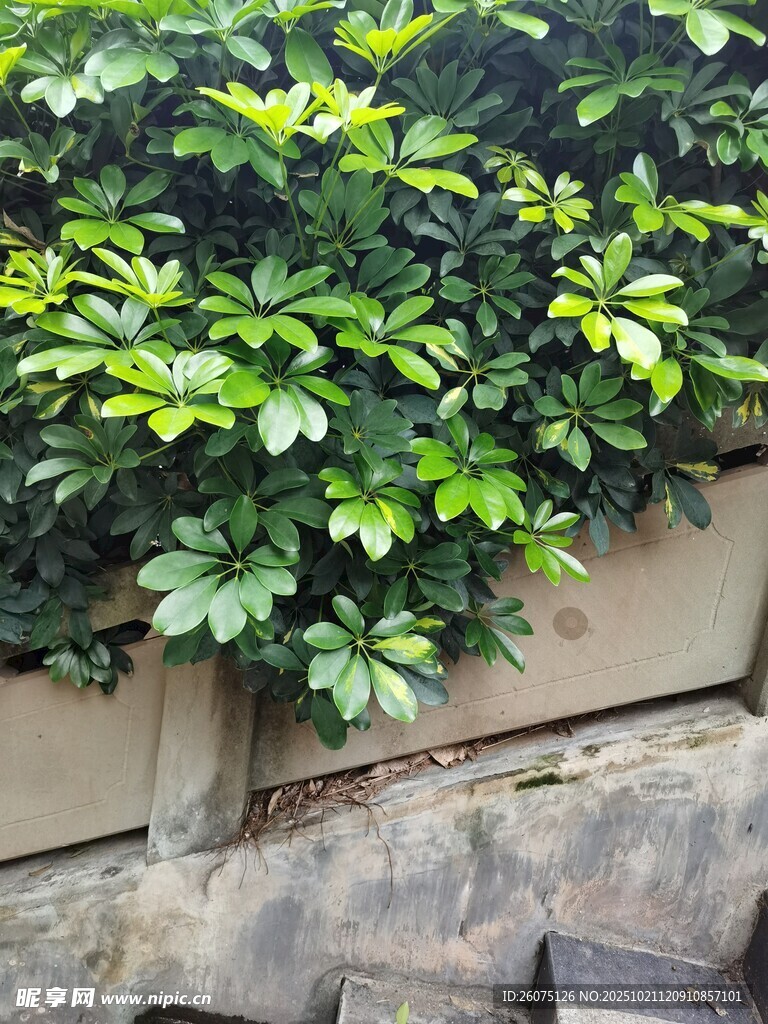 墙边繁茂绿植景观