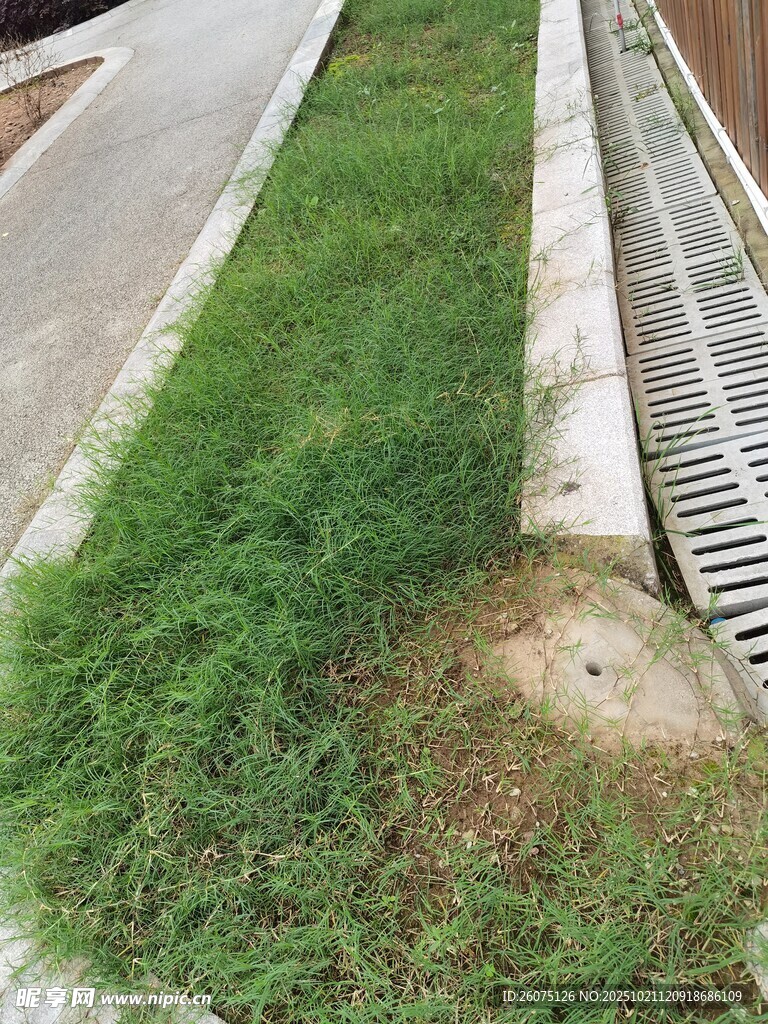 路边绿化带草地景观