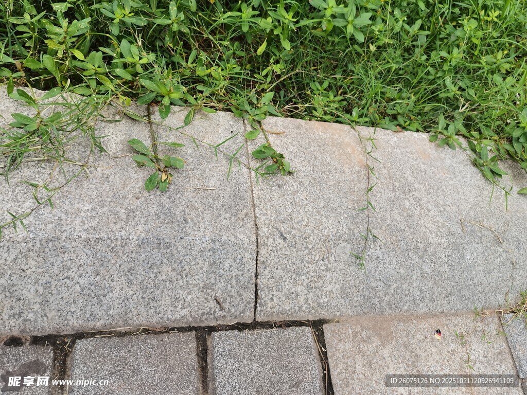 石边蔓生绿植