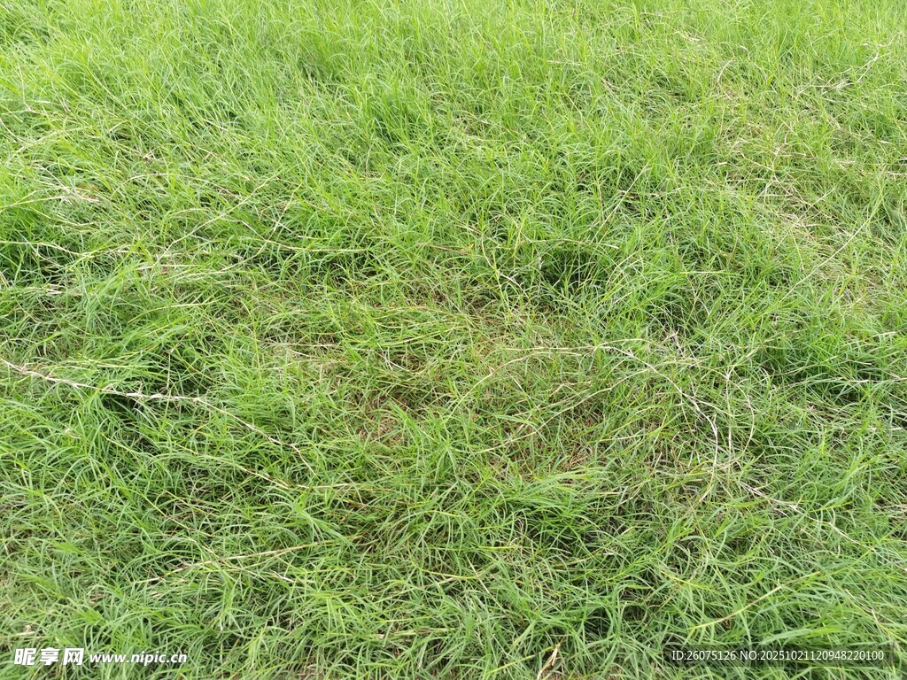 翠绿草地清新自然景象