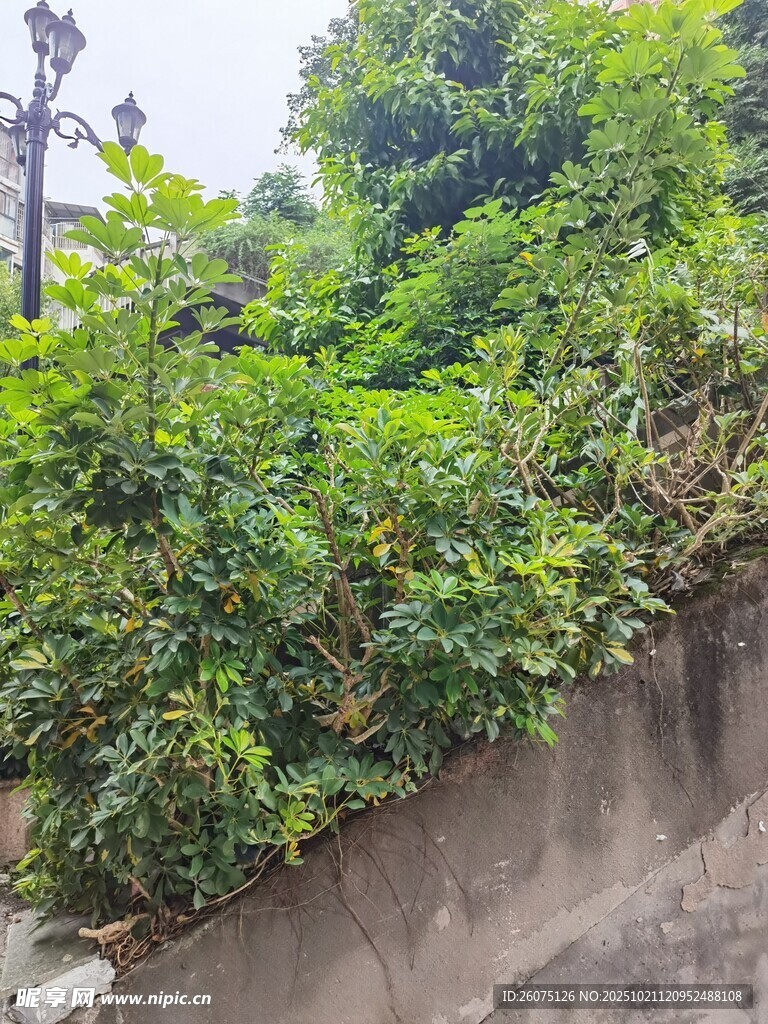 墙边繁茂绿植景观