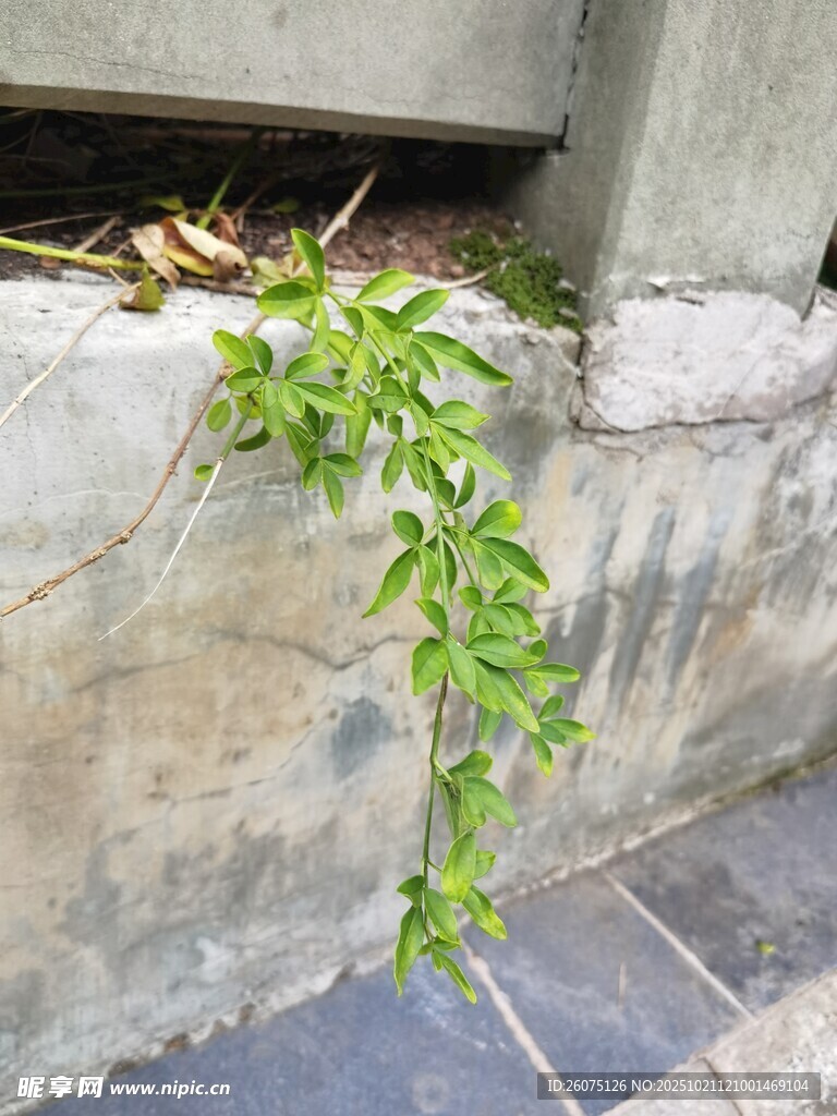 石缝中生长的翠绿藤蔓
