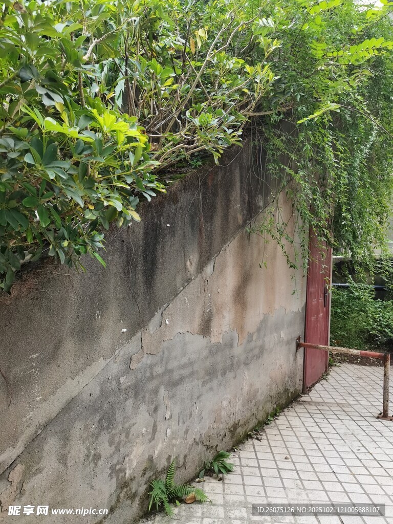 老旧墙边绿植环绕景象