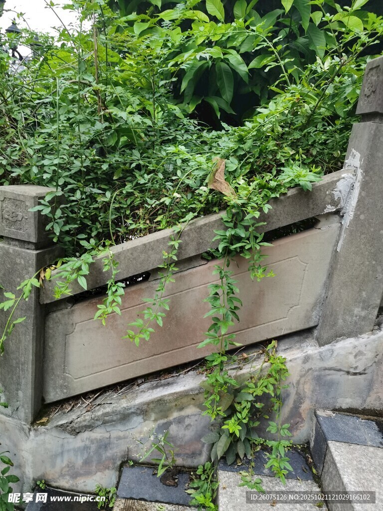 石墙上的繁茂绿植