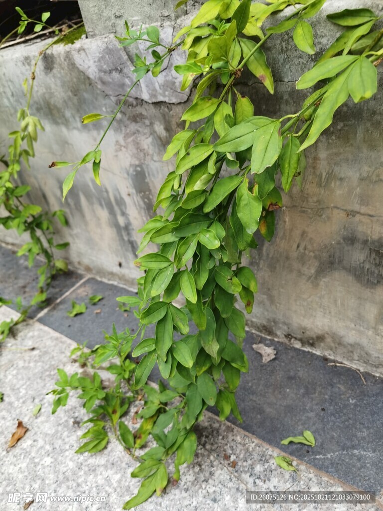 墙边攀爬的翠绿藤蔓