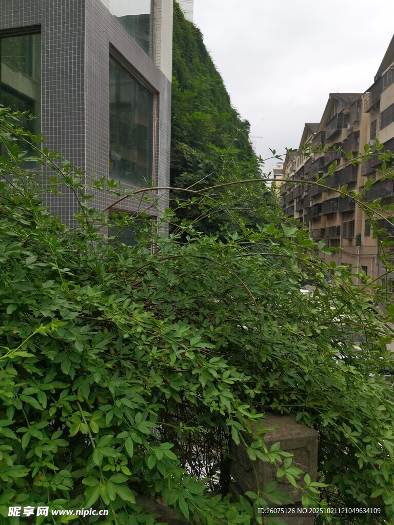 城市中繁茂的绿植与建筑景观