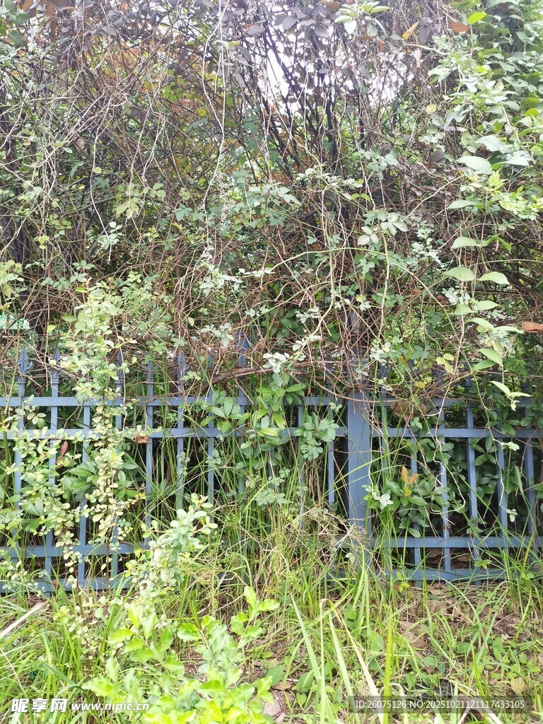 被绿植覆盖的蓝色围栏