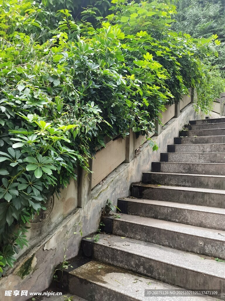 绿植环绕的石阶小径