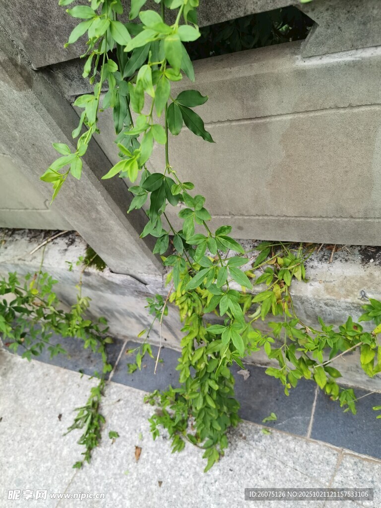 墙角绿植蔓延生长