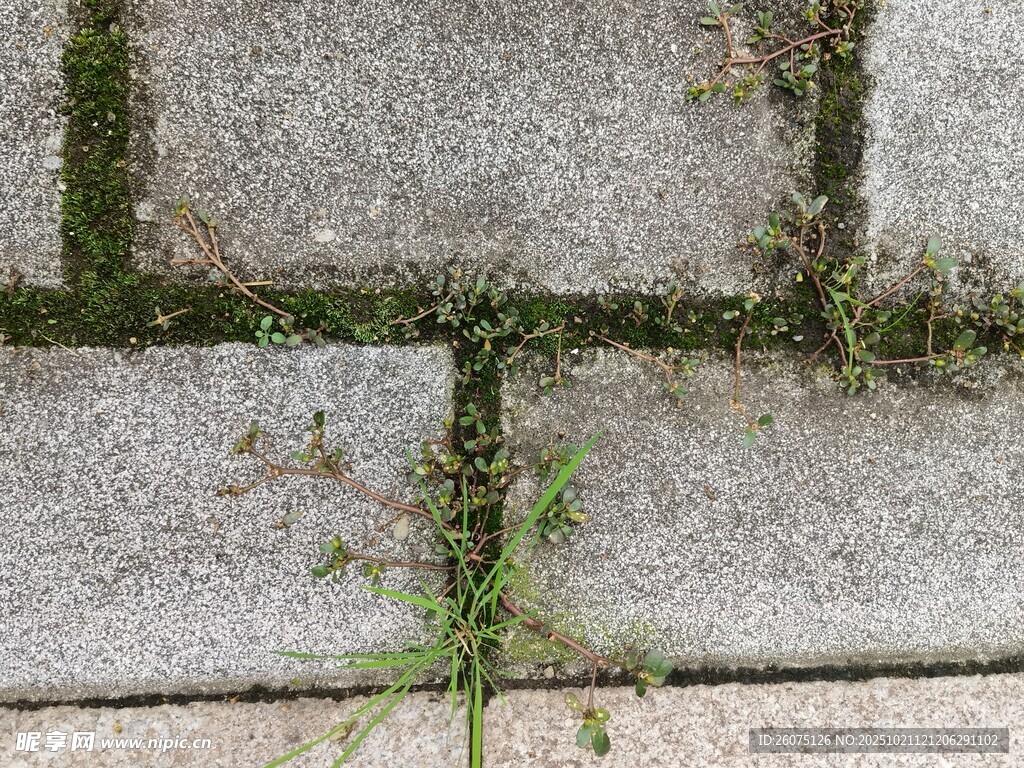 石缝中生长的顽强小草
