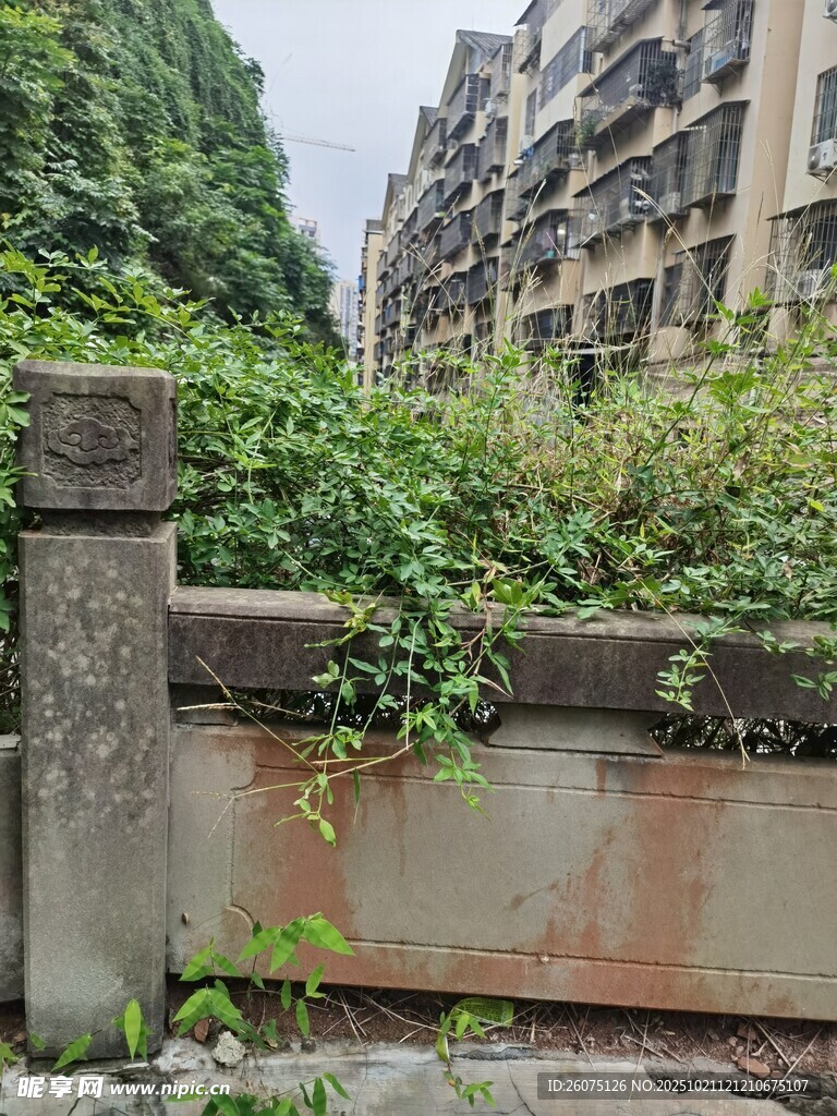 废弃墙边绿植肆意生长