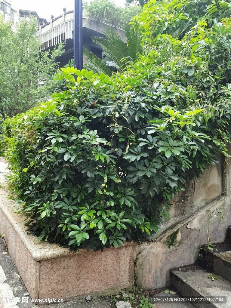 石阶旁繁茂的绿植景观
