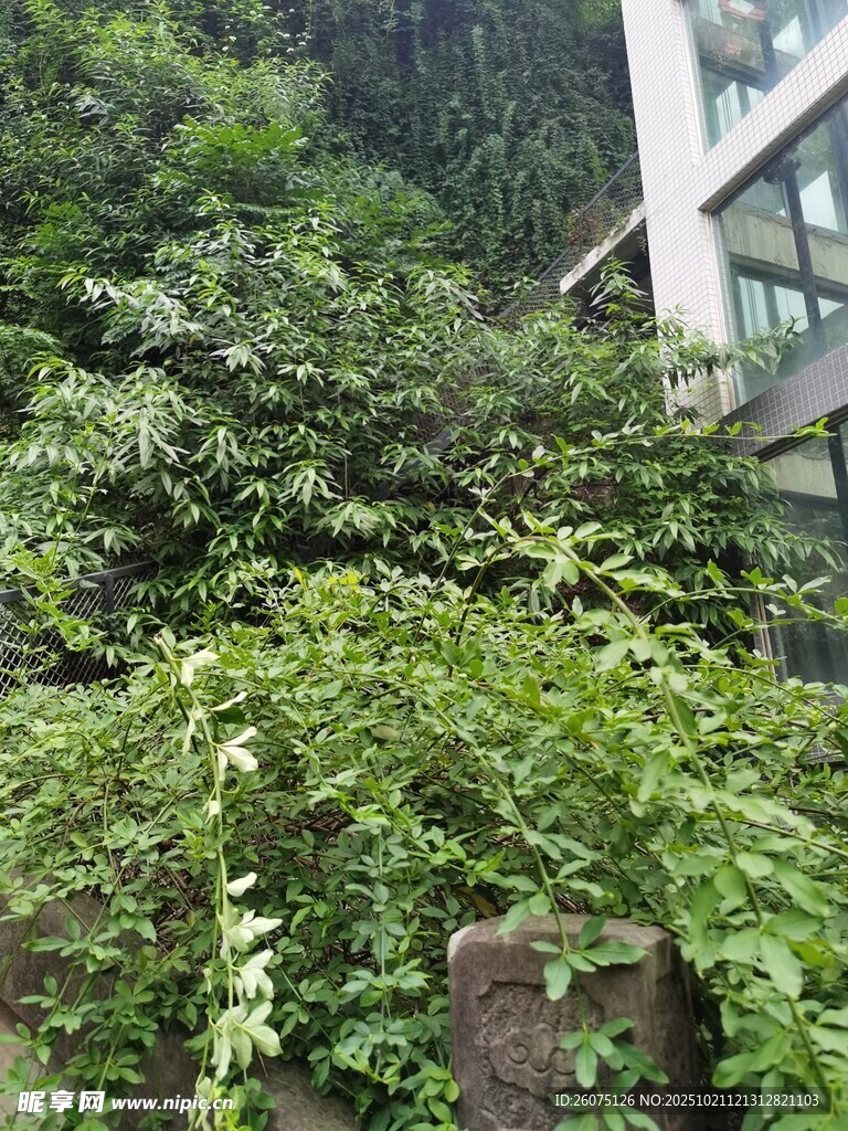 繁茂绿植环绕的建筑角落