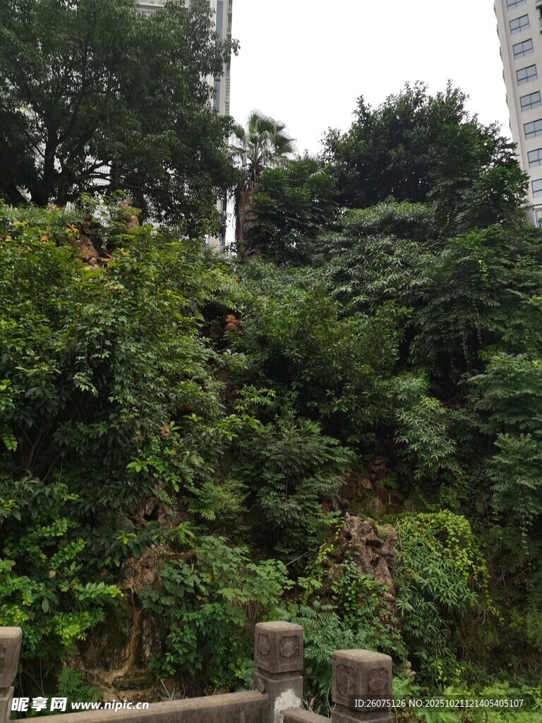 城市中的繁茂绿植景观