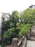 城市中绿意盎然的石阶小道