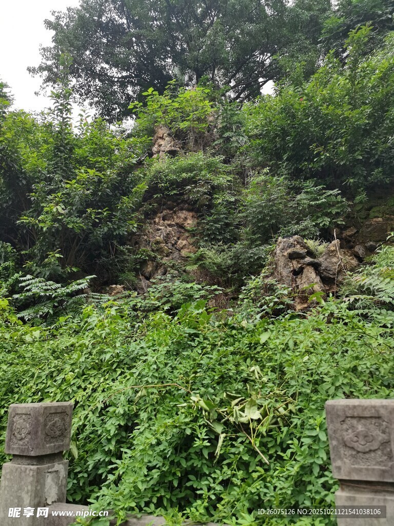山林间繁茂绿植与石景
