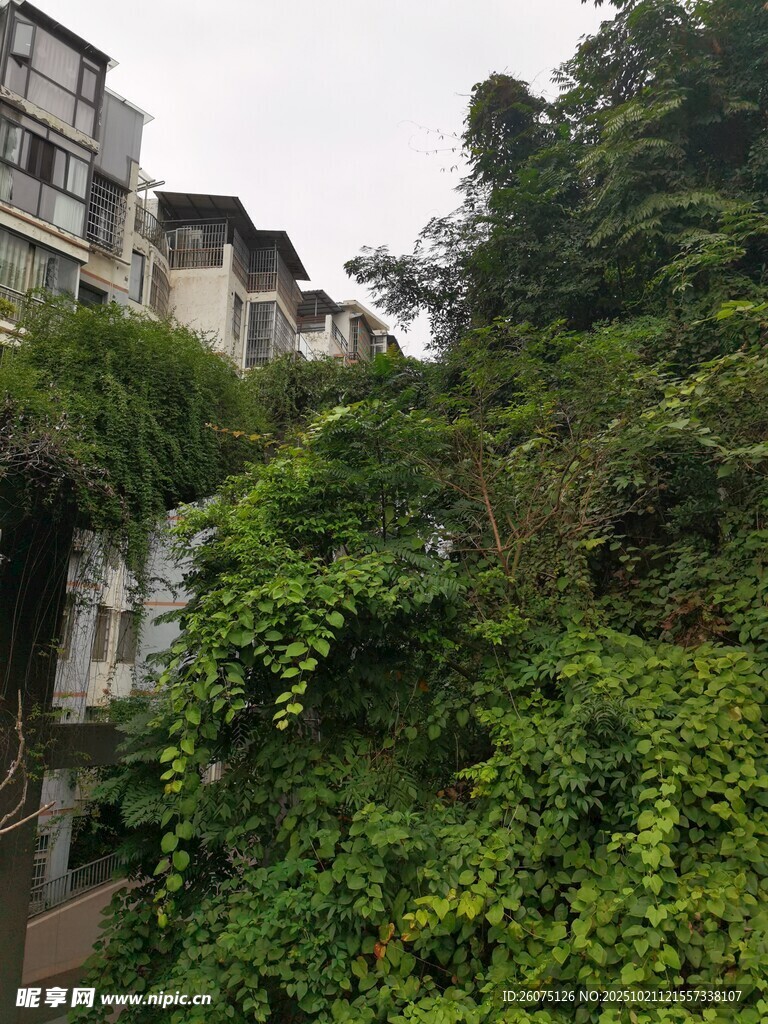 山间繁茂绿植环绕的建筑
