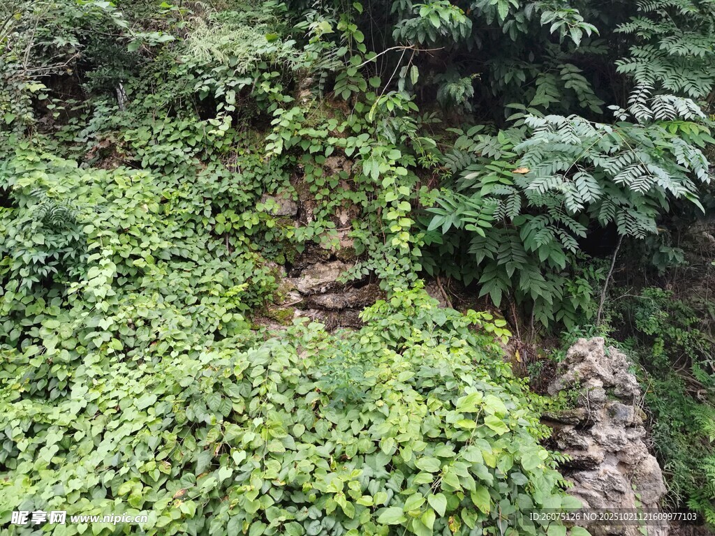 繁茂绿植覆盖的石砌景观