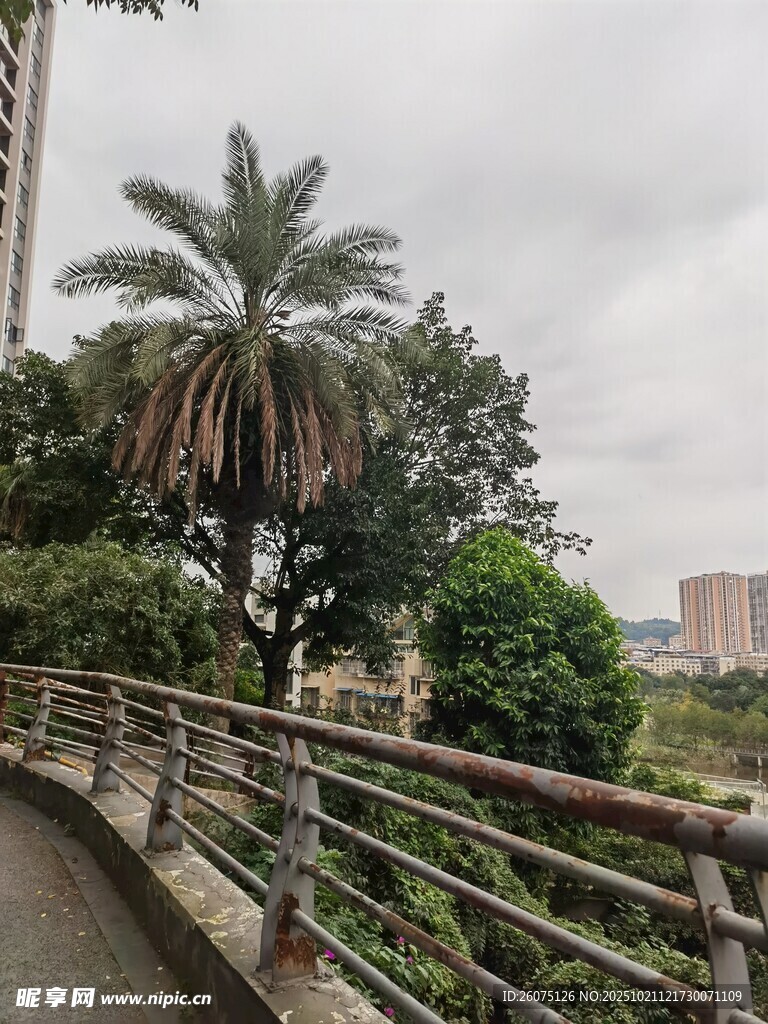 城市步道旁的繁茂绿植